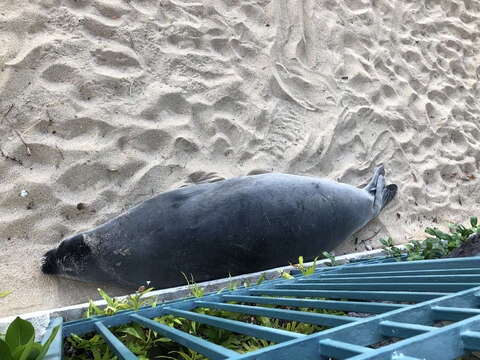 Image of Hawaiian Monk Seal