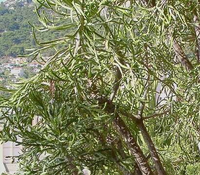 Image of large-toothed euphorbia