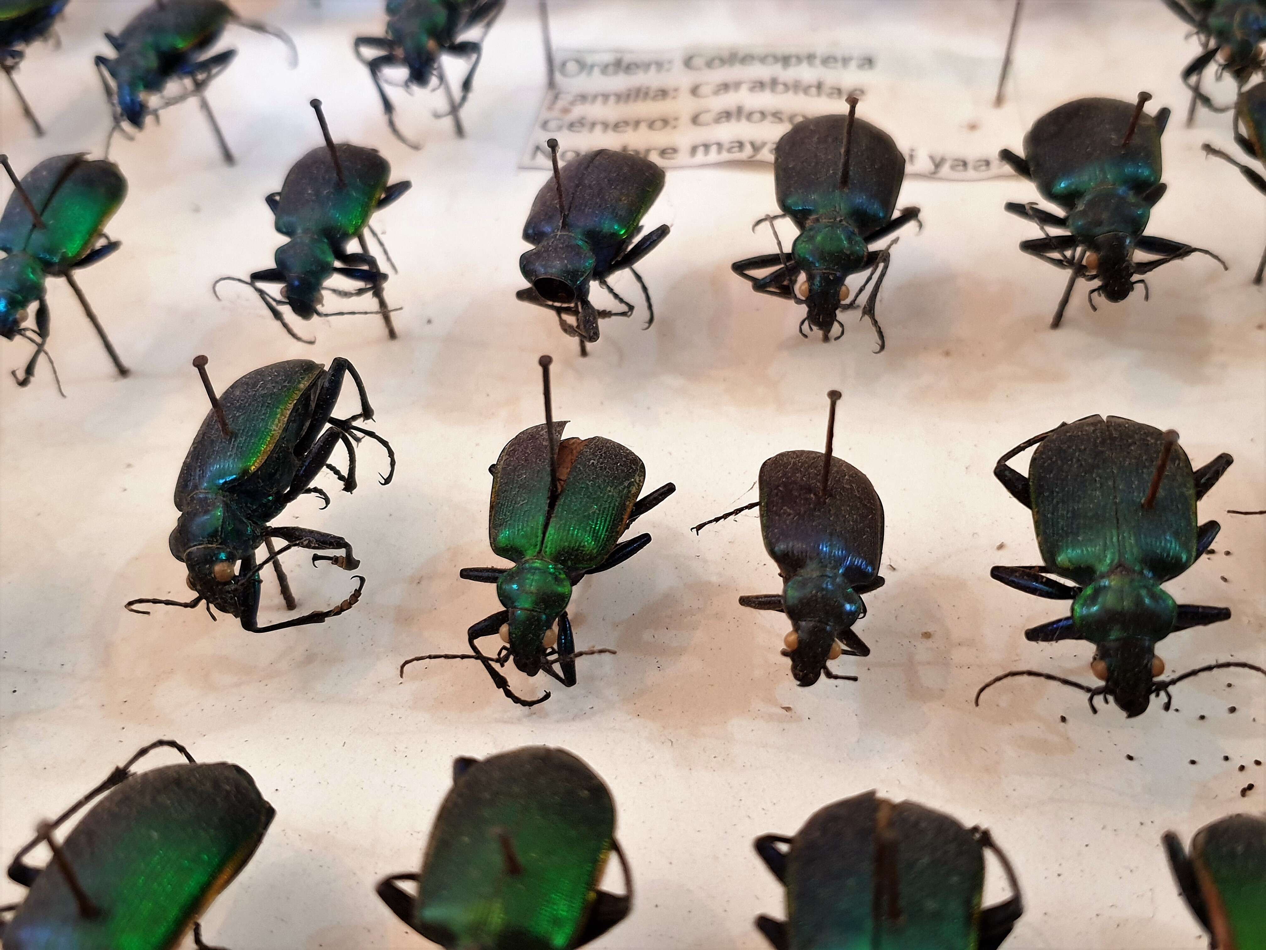 Слика од Calosoma