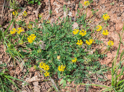 Image of Horseshoe-vetch