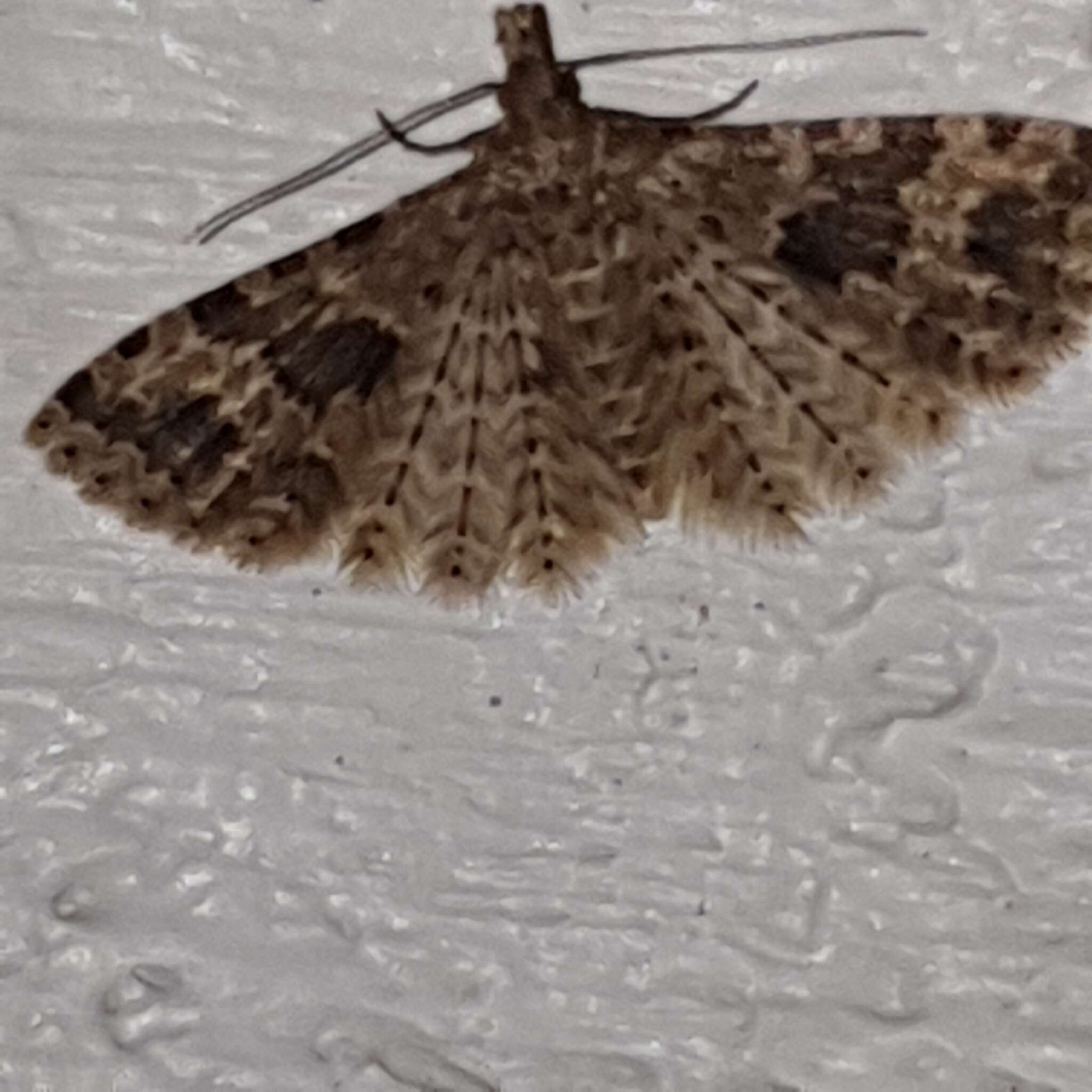 Image of twenty-plume moth