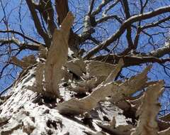 Image of shagbark hickory