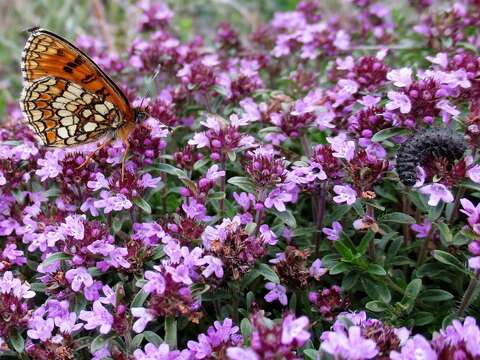 Image of Melitaea athalia