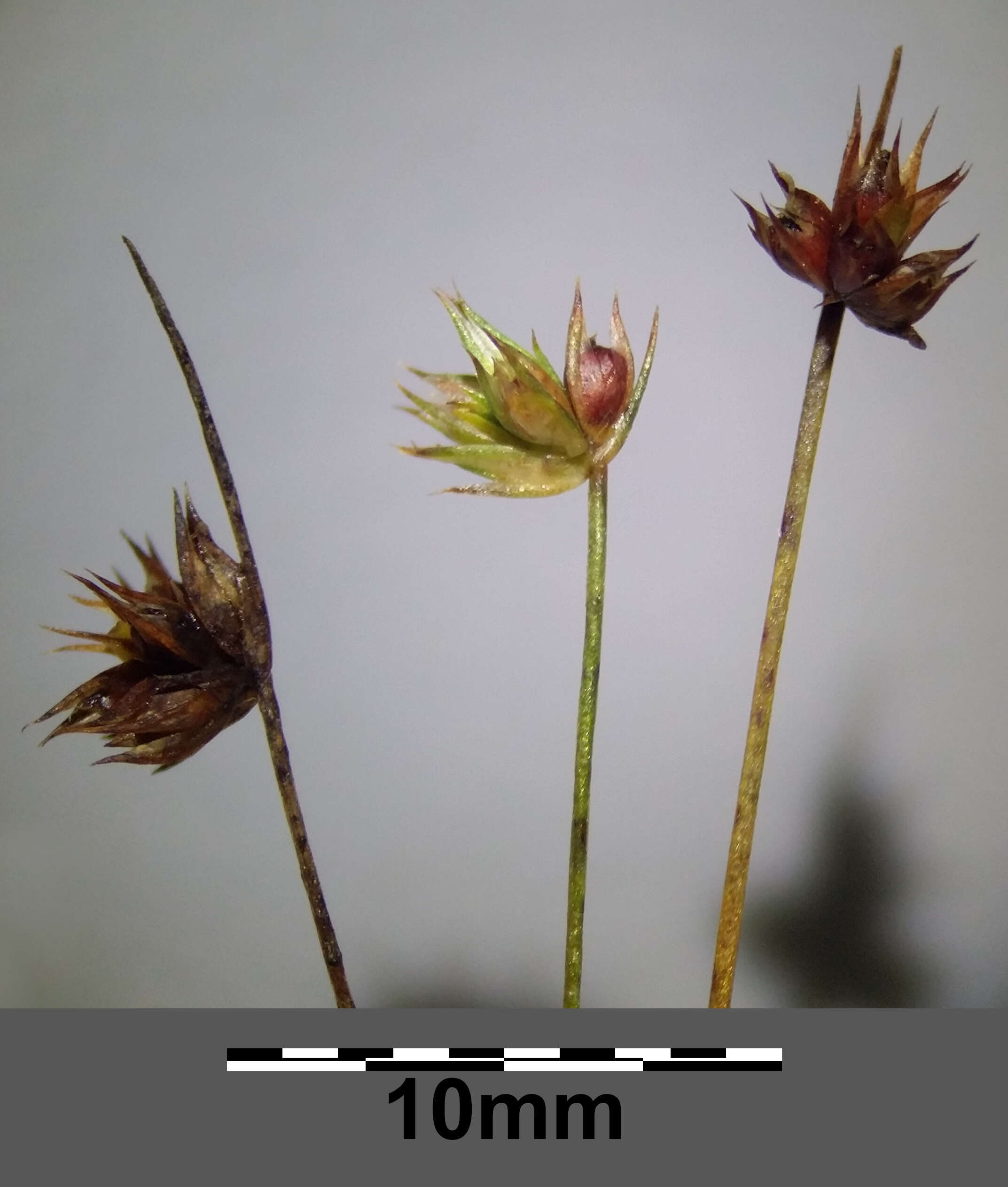 Image of dwarf rush