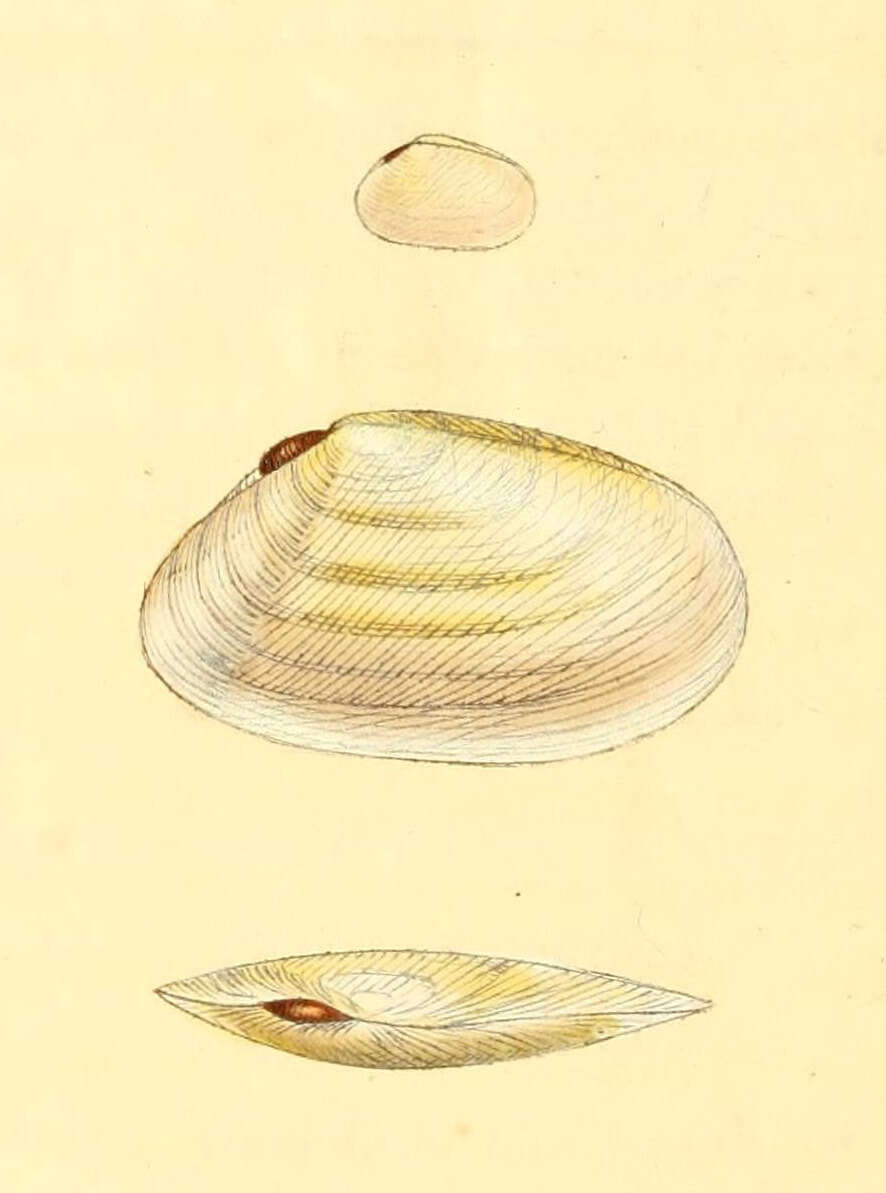 Image de Tellinidae Blainville 1814