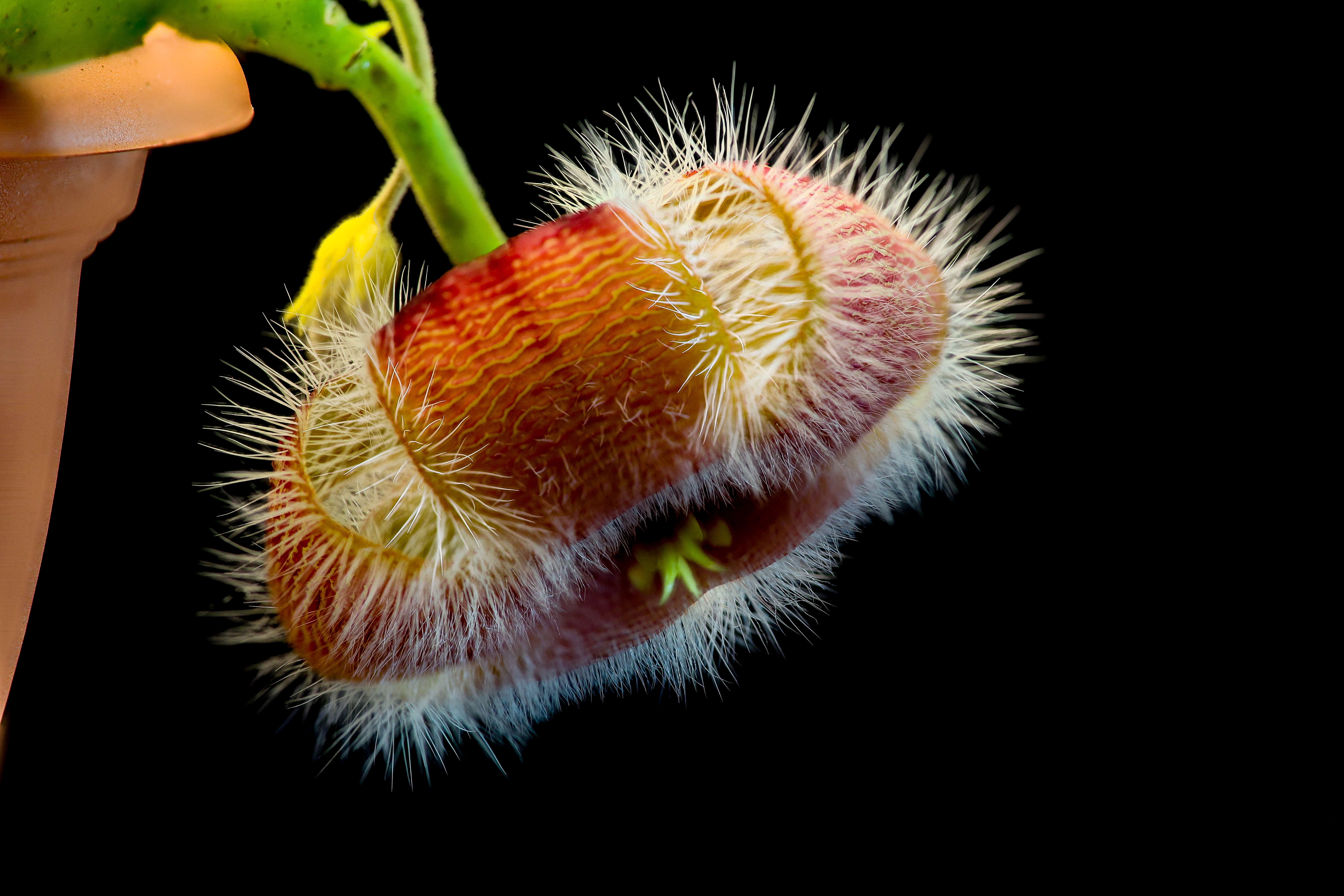 Sivun Ceropegia pulvinata (Masson) Bruyns kuva