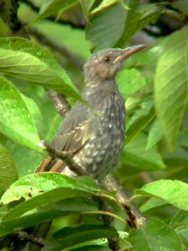 Image of Brown-eared Bulbul