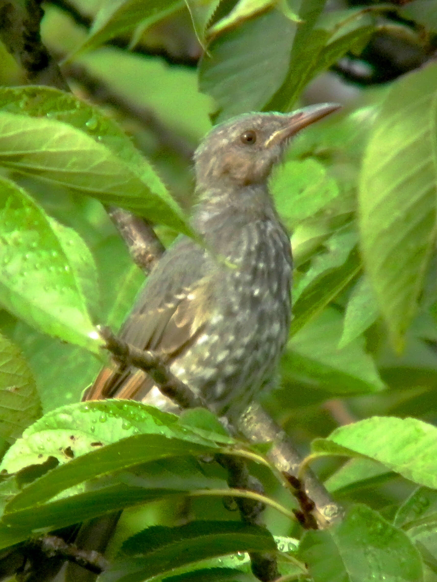 Image of Brown-eared Bulbul