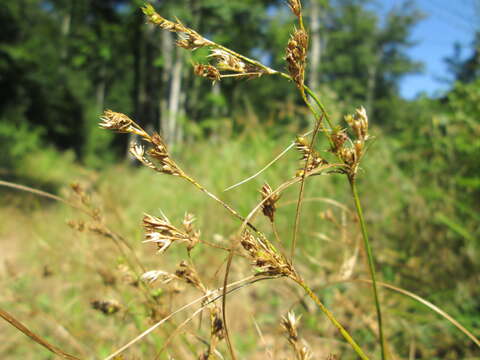 Image of Slender rush