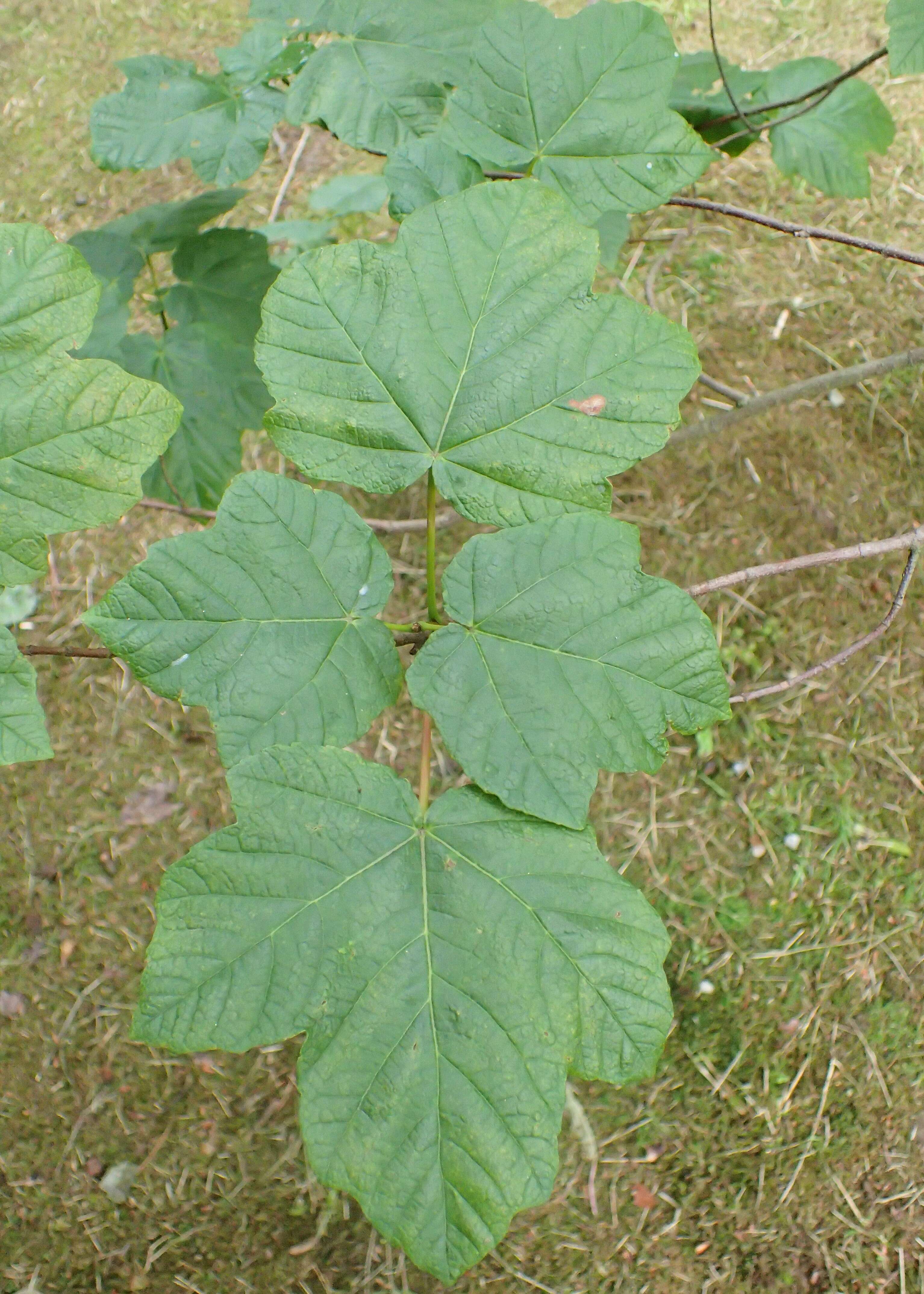 Plancia ëd Acer obtusifolium Sm.