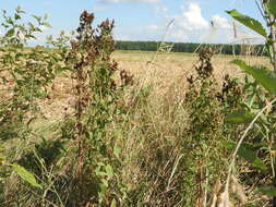 Image of spotted St. Johnswort