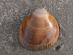 Image of Norway cockle