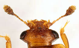 Image of Sap beetle