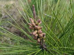 Image of Marsh Pine