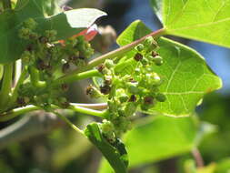 Image of Barbados nut