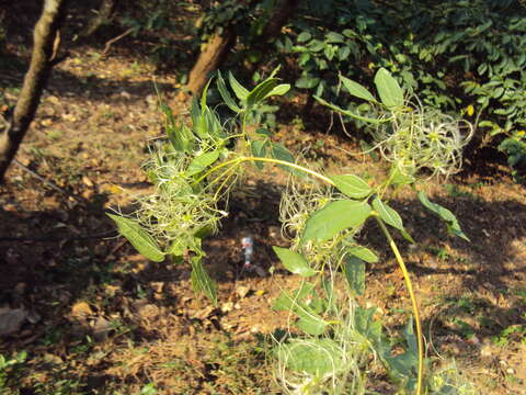 Image of Clematis javana DC.