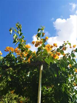 Слика од Bougainvillea