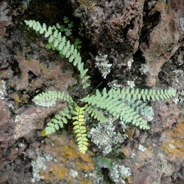 Image of maidenhairs and shoelace ferns