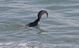 Image of White-breasted Cormorant