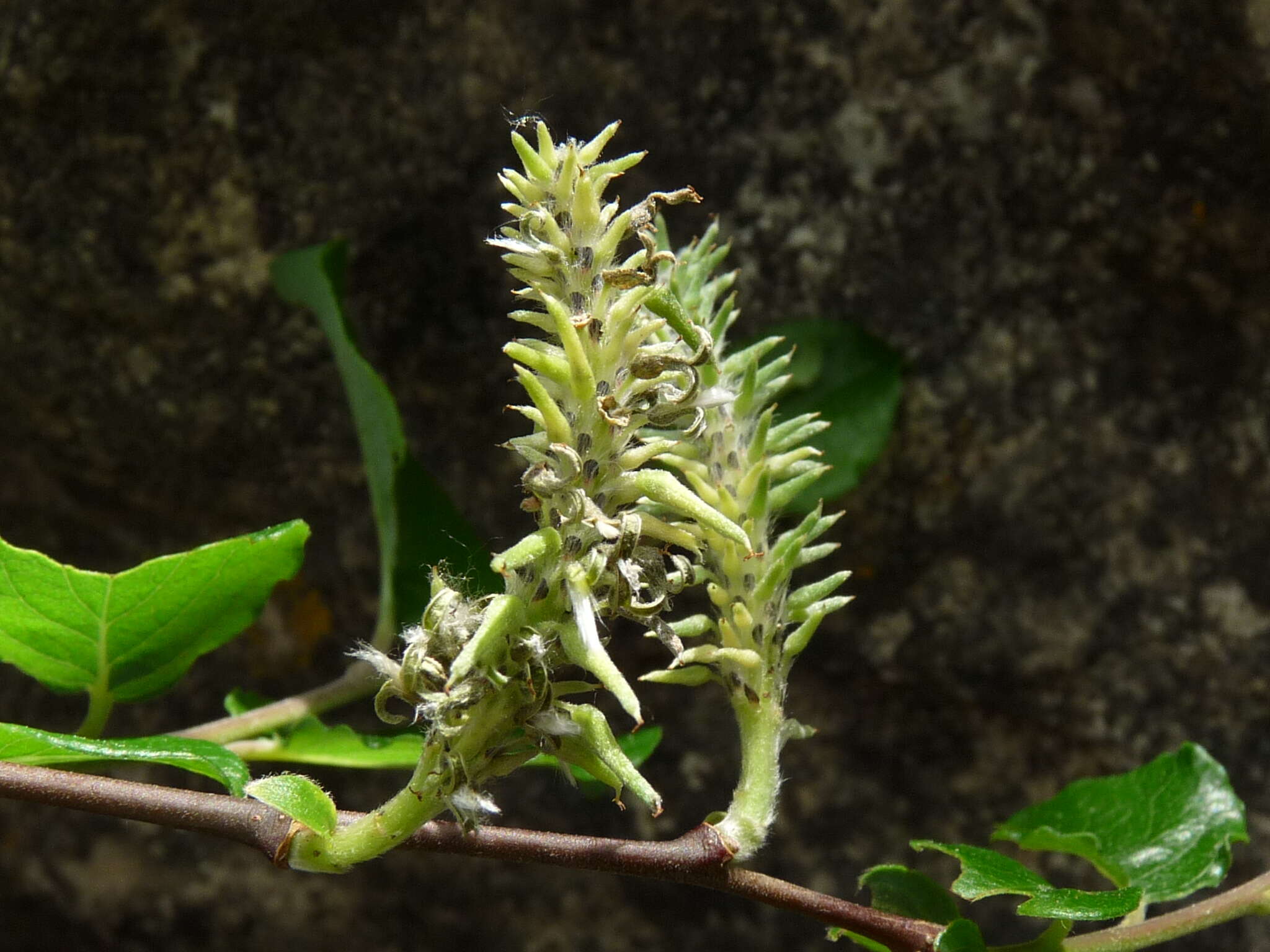 Image of Salix tarraconensis Pau