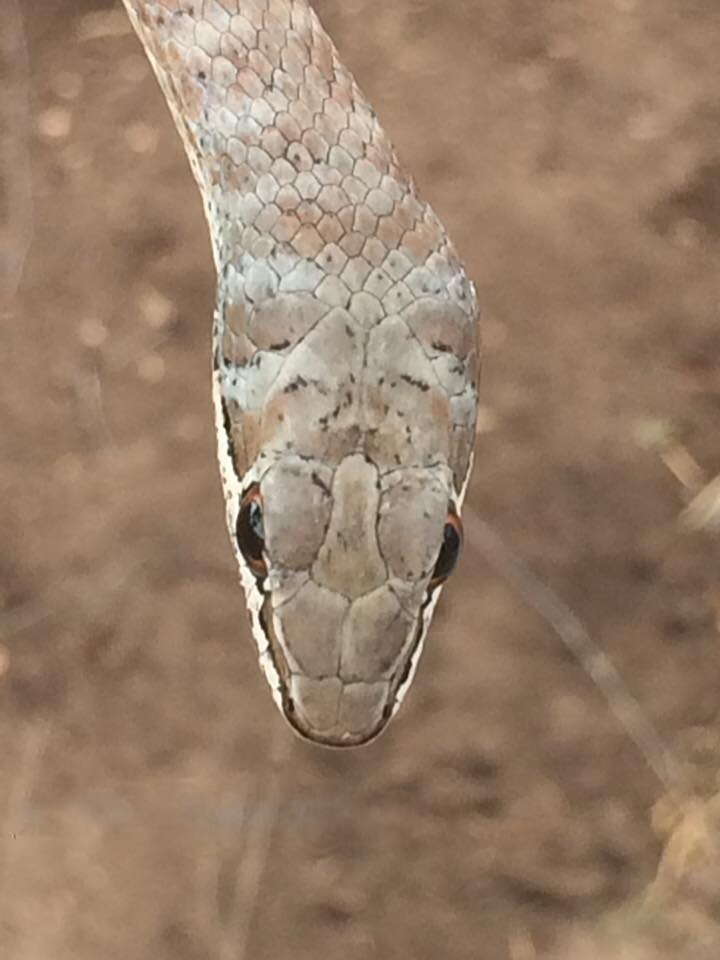 Image of Stripe-bellied Sand Snake