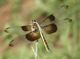 Image of Widow Skimmer