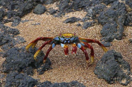 Image of Sally lightfoot crab