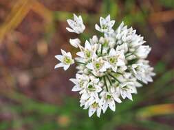 Image of Allium ramosun