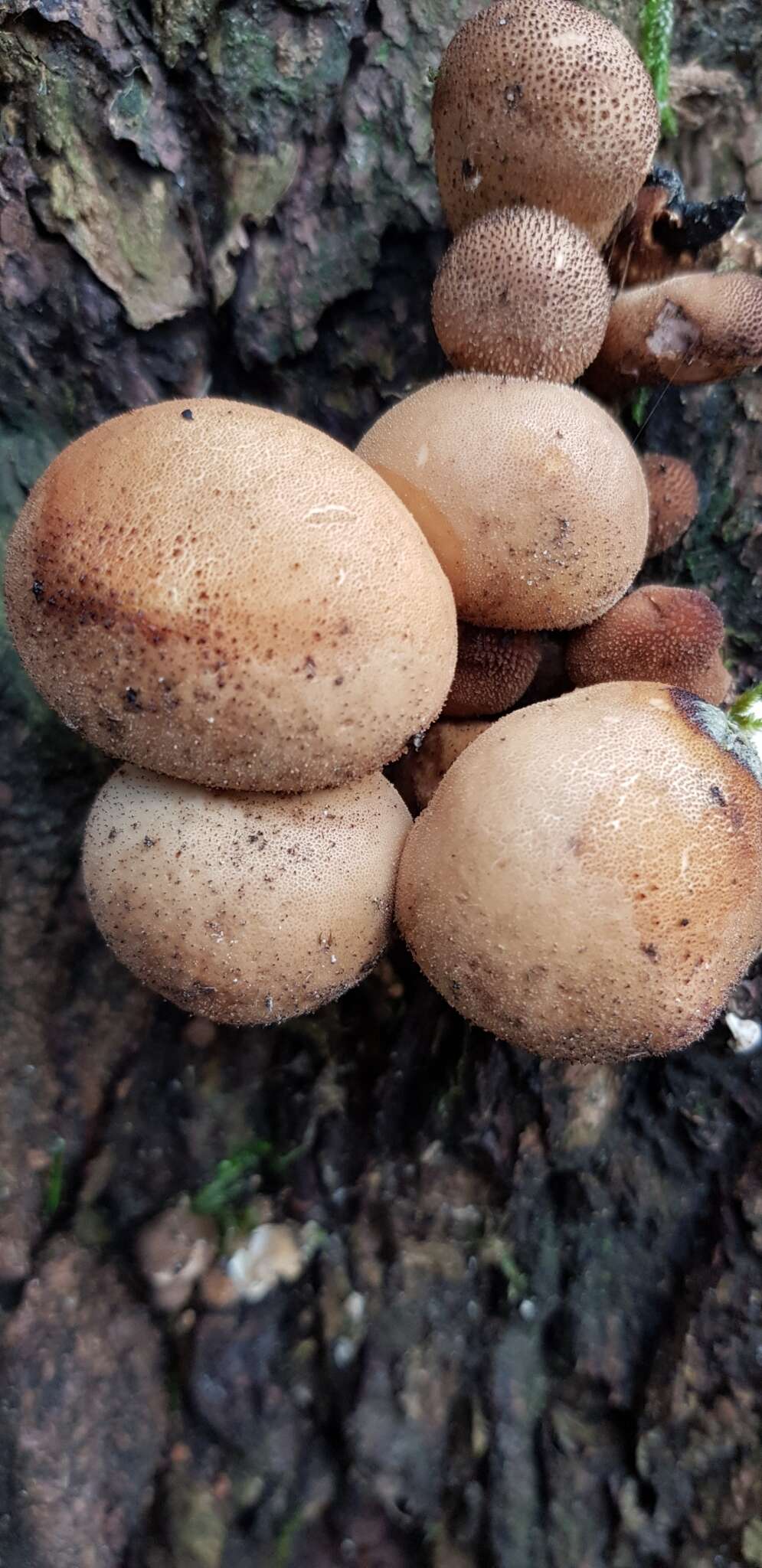 Imagem de Lycoperdon perlatum Pers. 1796