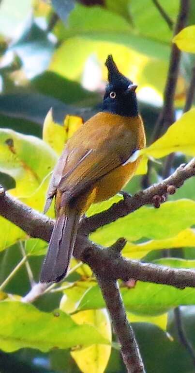 Image de Bulbul à huppe noire