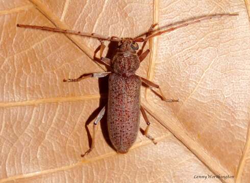 Image of Long-horned beetle