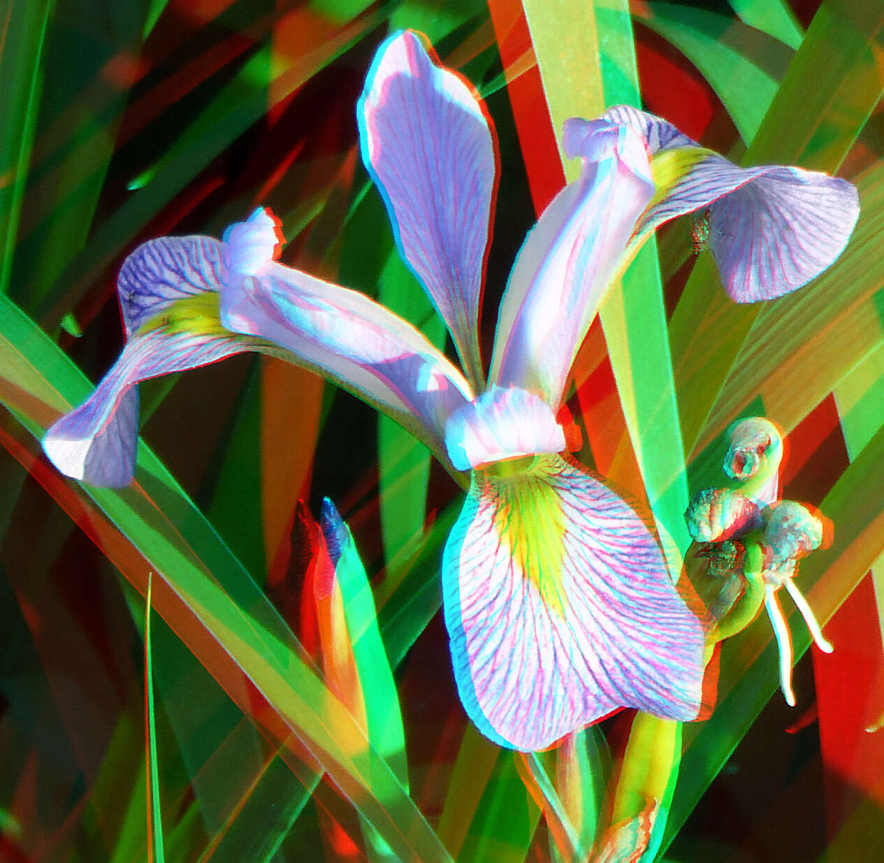 Image of Virginia iris