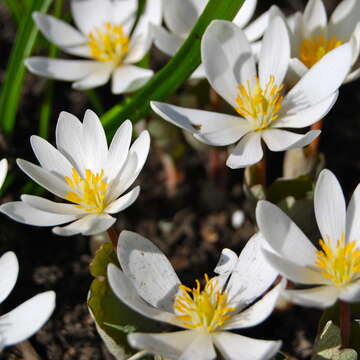 Image of bloodroot