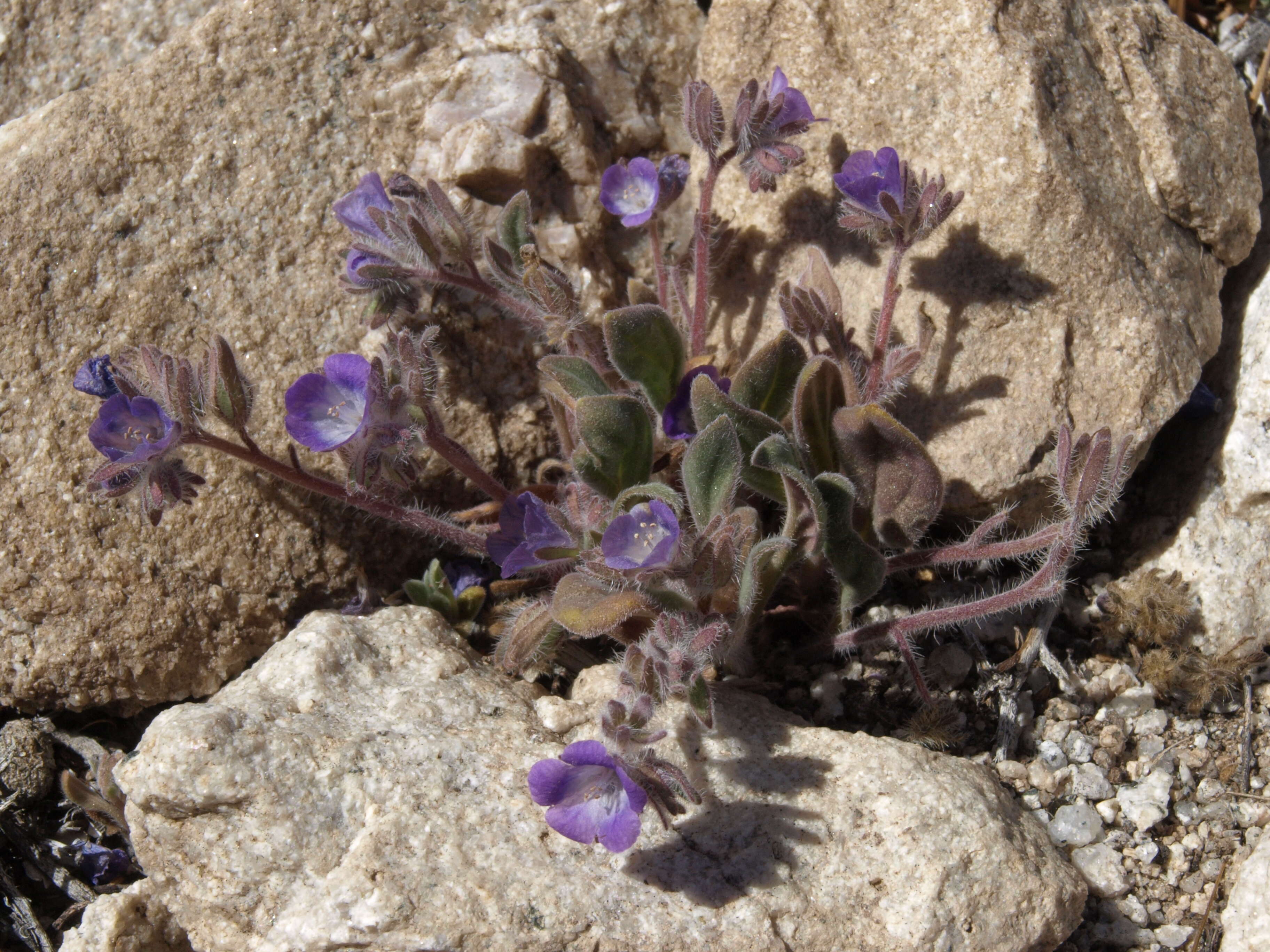 Phacelia curvipes Torr. ex S. Wats.的圖片