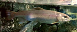 Image of Cherry salmon