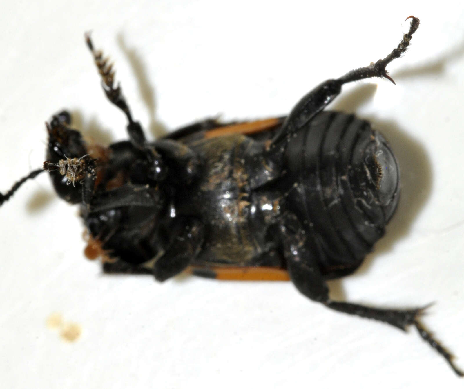 Image of Boreal Carrion Beetle