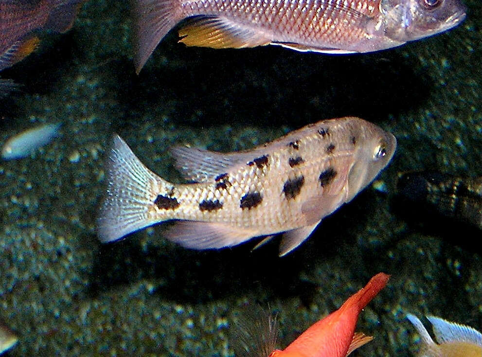 Image of Fossorochromis rostratus (Boulenger 1899)