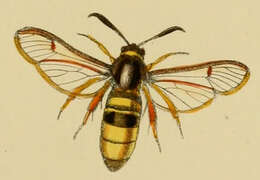 Image of Lunar Hornet