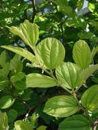 Image of Indian Jujube