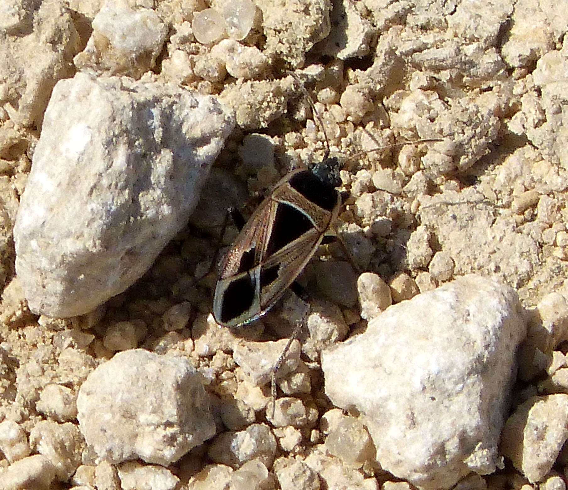 Image of Mediterranean Seed Bug