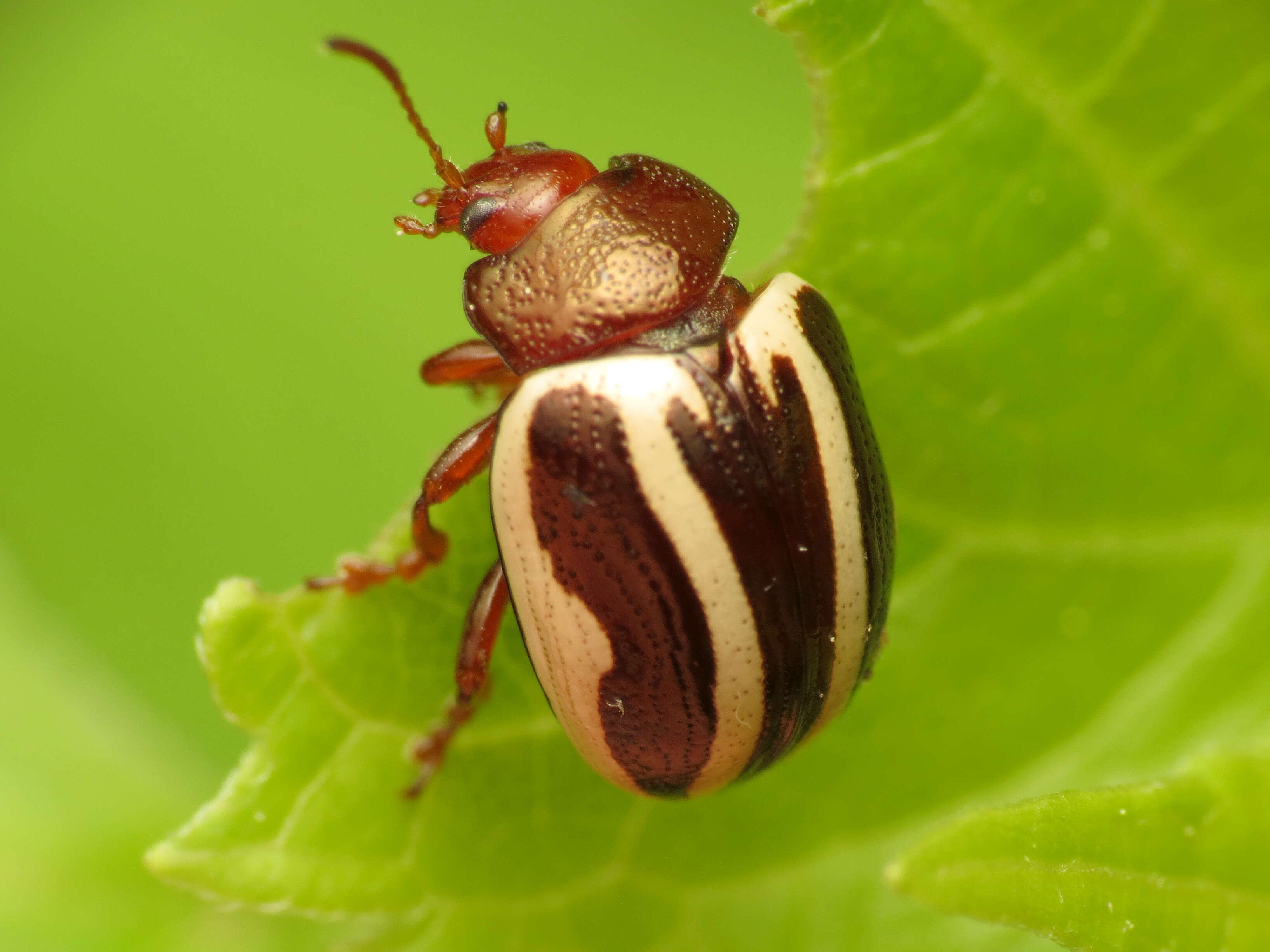 Image of Calligrapha (Bidensomela) bidenticola Brown 1945