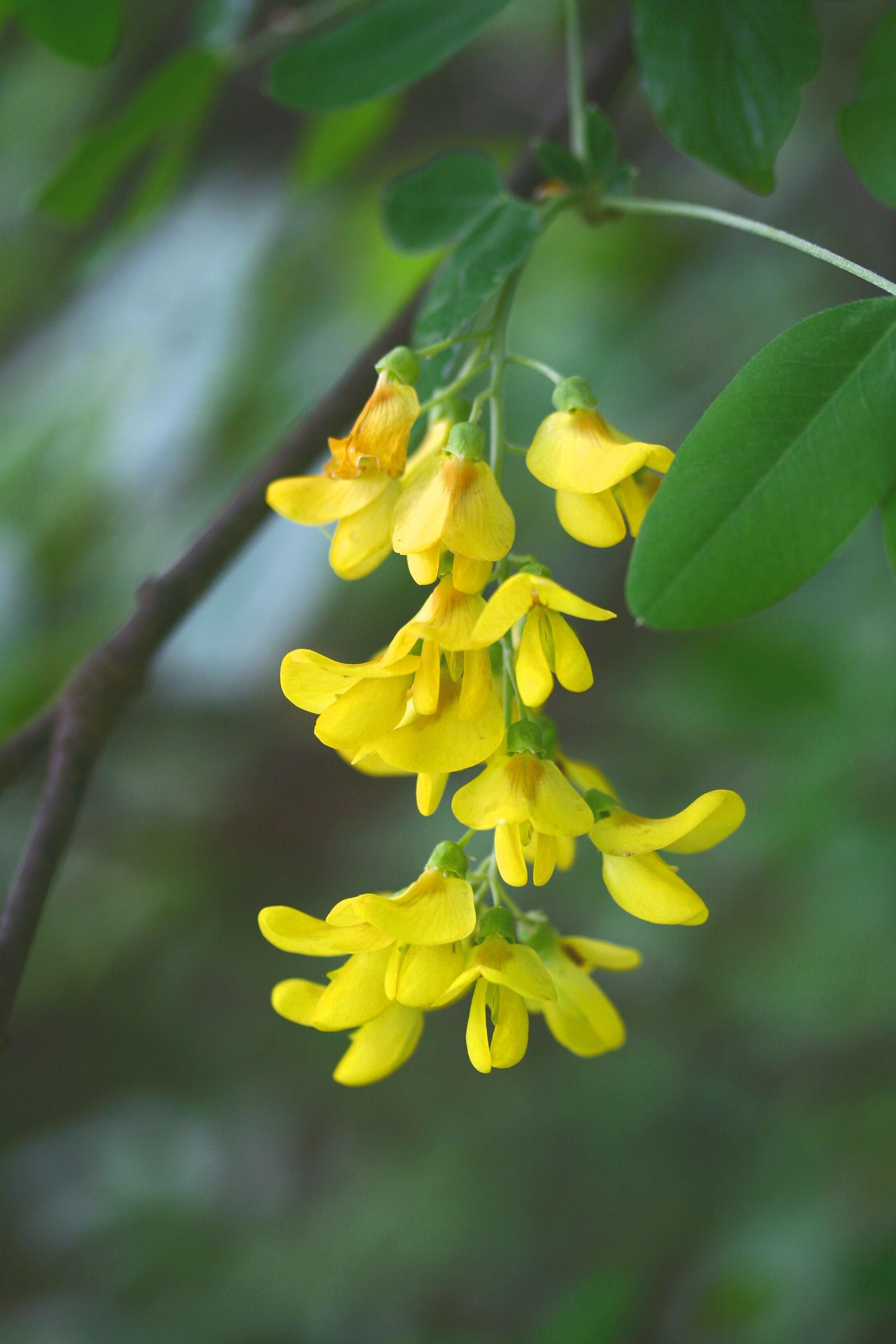 Image of Common Laburnum