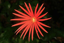 Image of Barberton daisy