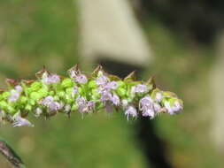 Слика од Elsholtzia ciliata (Thunb.) Hyl.