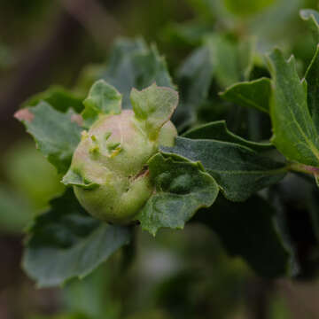 Image of Coyote Brush Bud Gall Midge