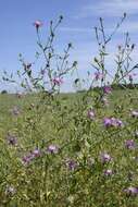 Image of North African knapweed