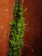 Image of tortula moss