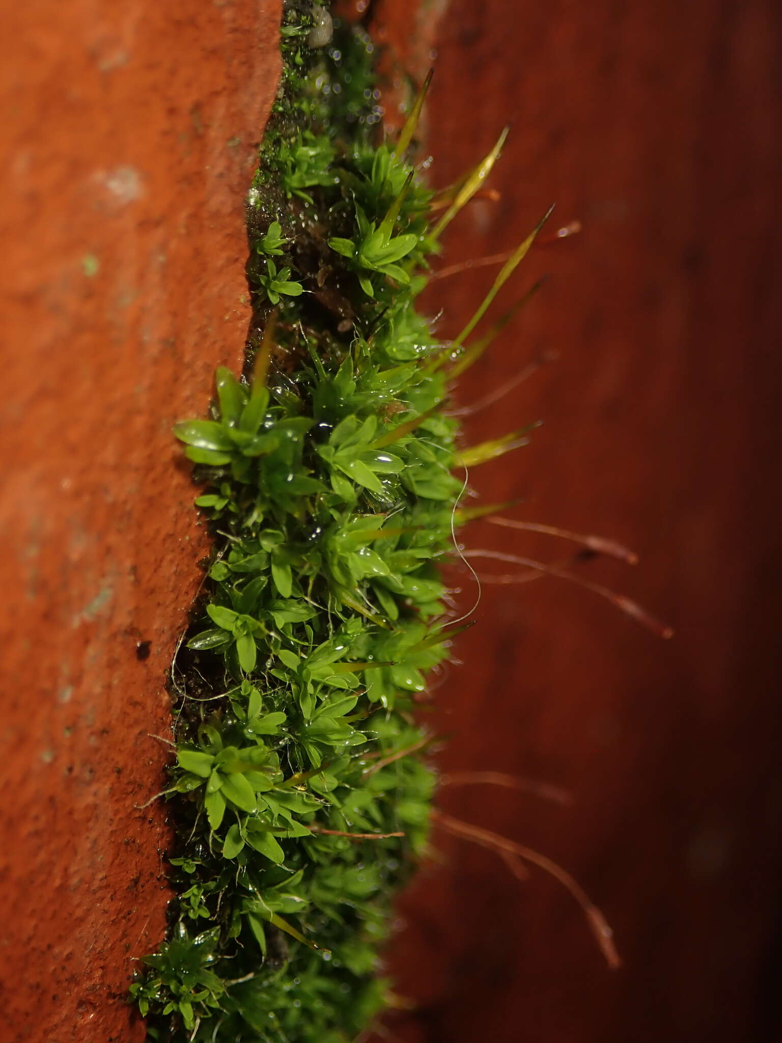 Image of tortula moss