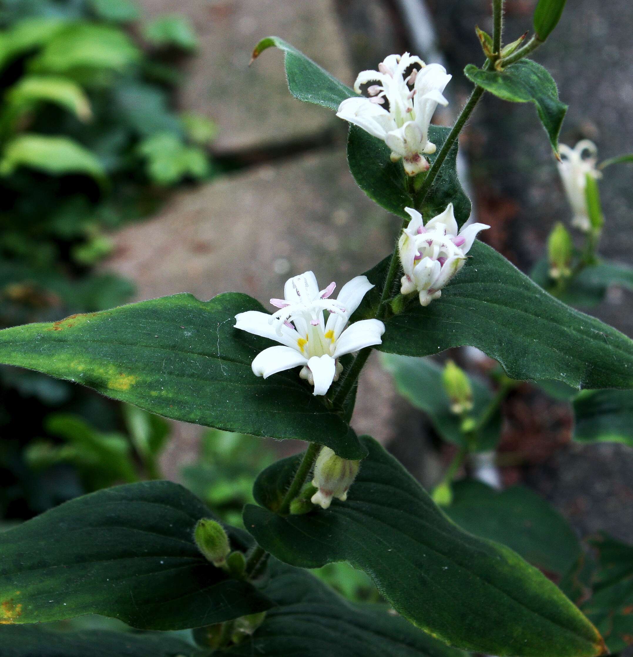 Image of toad lily