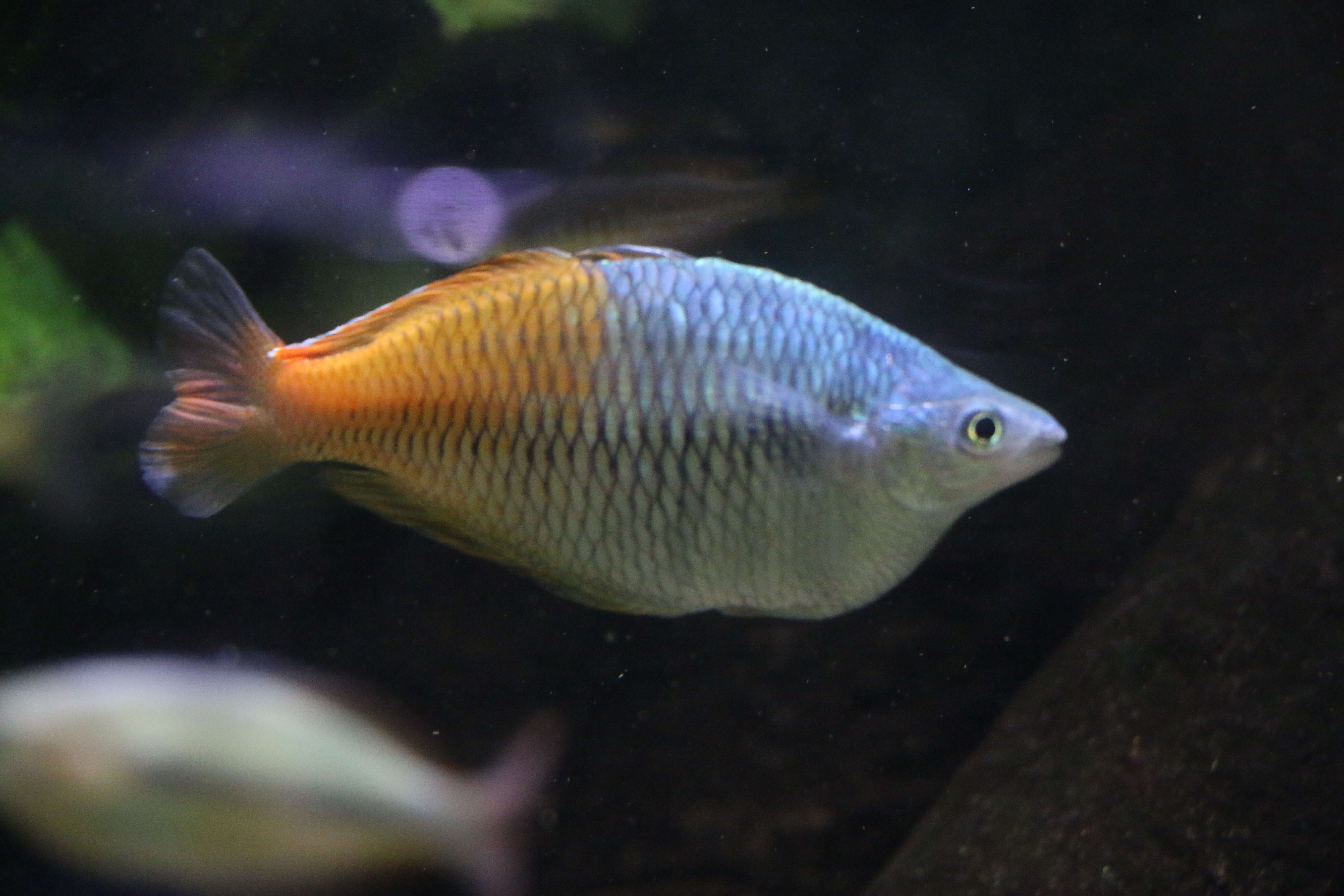 Image of Boeseman's Rainbowfish